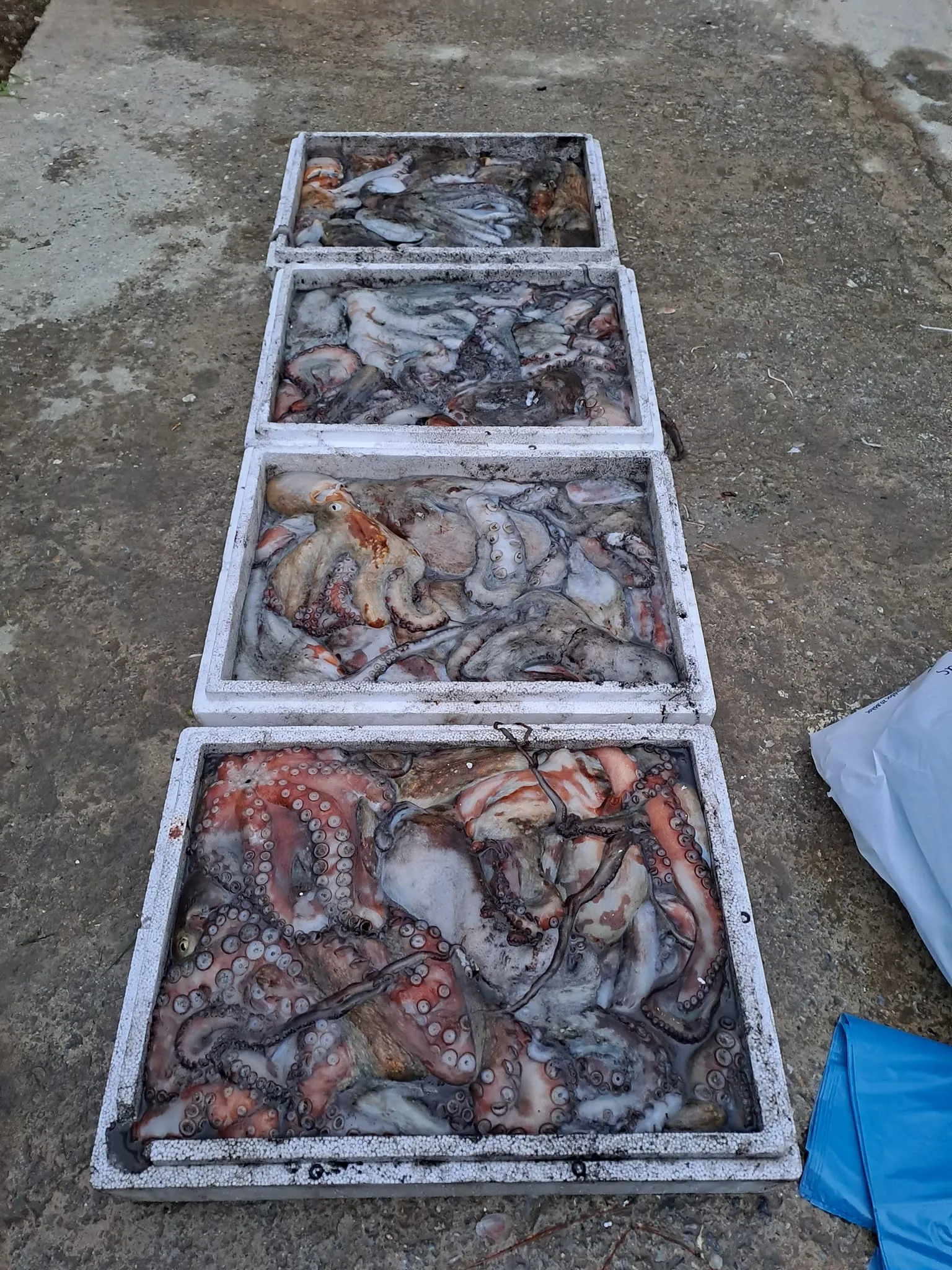 Beautifully arranged Aegean seafood platter for luxury villa dining in Skiathos